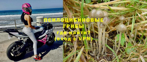 прущие грибы Медвежьегорск